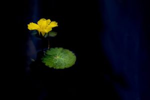 Advanced Lotus365 Login: Step-by-Step Guide for India (2026)
